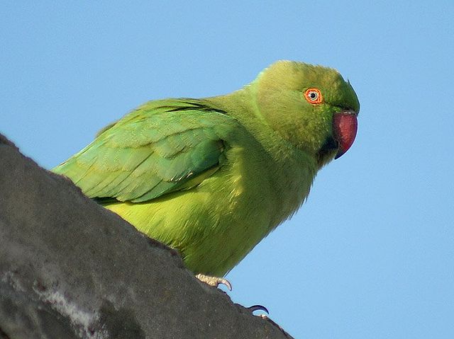 File:Rose-ringed Parakeet (Female) I2 IMG 9778.jpg