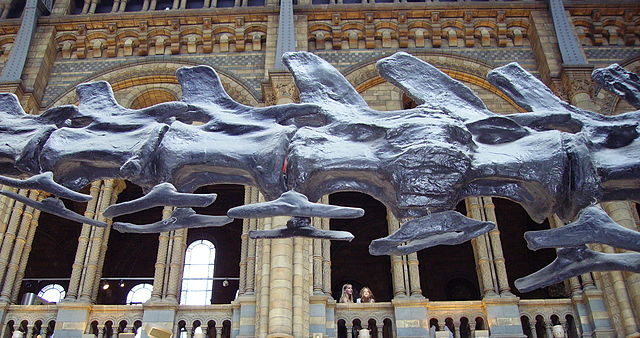 File:Diplodocus caudal vertebrae NHM.JPG