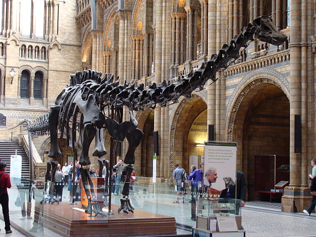 File:Diplodocus (replica).001 - London.JPG