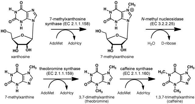 File:Caffeine biosynthesis.tif