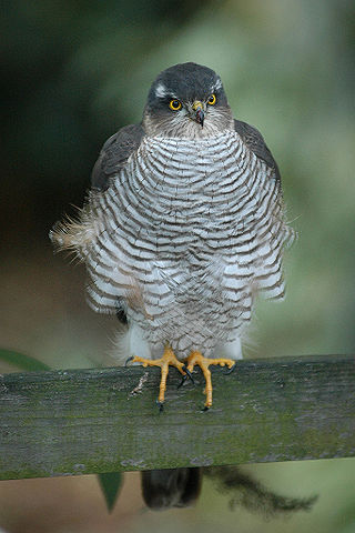 File:Accipiter nisus Meneer Zjeroen.jpg