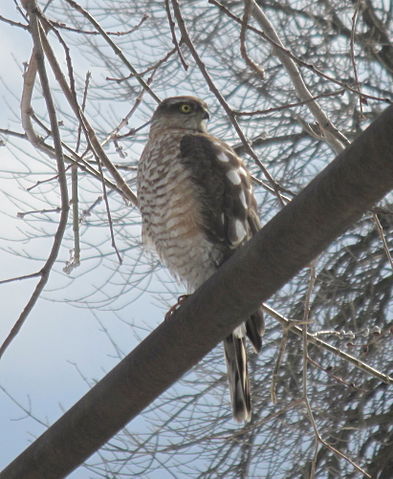 File:Eurasian Sparrowhawk.JPG