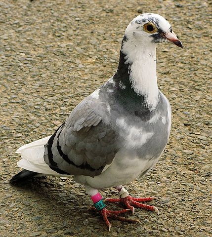 File:Racing pigeon rataedl.jpg