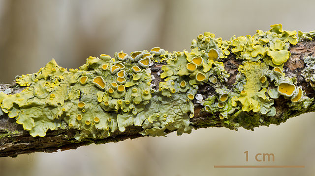 File:Common orange lichen - Gewöhnliche Gelbflechte - Xanthoria parietina - 04.jpg