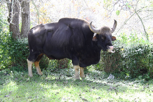 File:Gaur bull Kodaikanal 