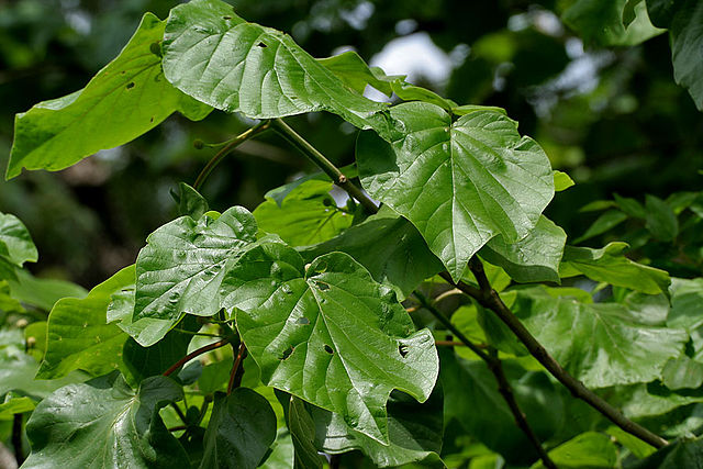 File:Haldina cordifolia (Haldu) in Ananthagiri forest, AP W IMG 9369.jpg