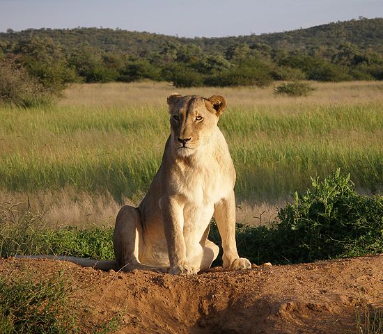 File:Okonjima Lioness.jpg
