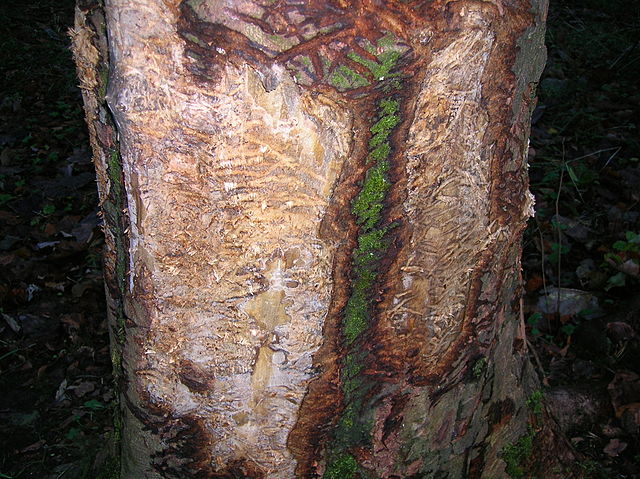 File:Badger Scratching tree, Spier's, Beith.JPG