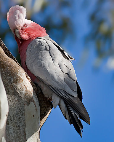File:Female Galah Outside Nest.jpg