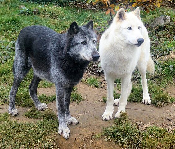 File:Black and White Wolves.jpg