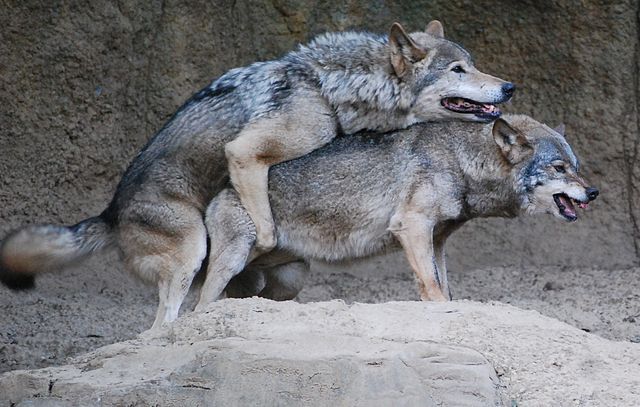 File:Korean wolves mating (cropped).jpg