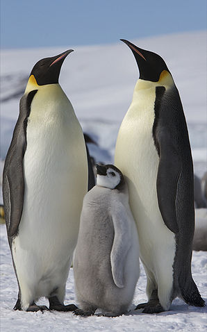 File:Aptenodytes forsteri -Snow Hill Island, Antarctica -adults and juvenile-8.jpg
