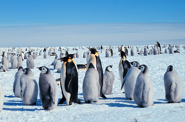 File:Kaiserpinguine mit Jungen.jpg