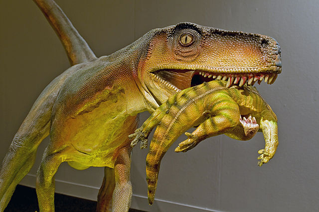 File:Herrerasaurus ischigualastensis DSC 6182.jpg