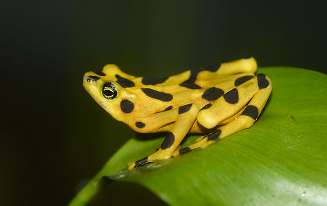 File:Atelopus zeteki1.jpg