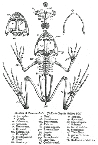File:Rana skeleton.png
