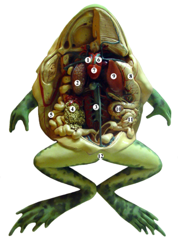 File:Frog anatomy tags.PNG