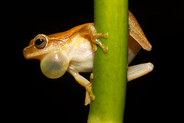 File:Dendropsophus microcephalus - calling male (Cope, 1886).jpg