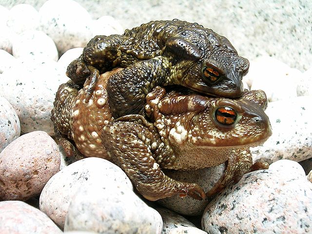File:Bufo bufo couple during migration(2005).jpg