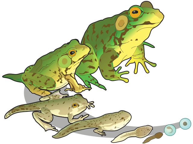 File:Greenfrog life stages.svg