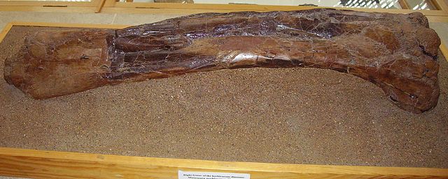 File:Maiasaura peeblesorum right femur.JPG