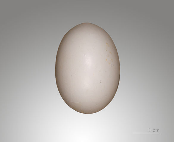 File:Tourterelle turque MHNT.jpg