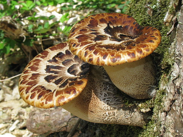File:Polyporus squamosus Molter.jpg