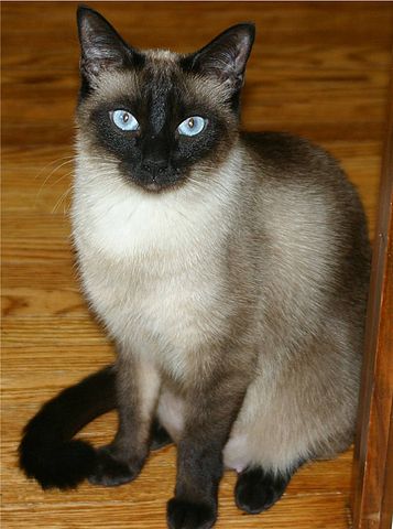 File:Niobe050905-Siamese Cat.jpeg