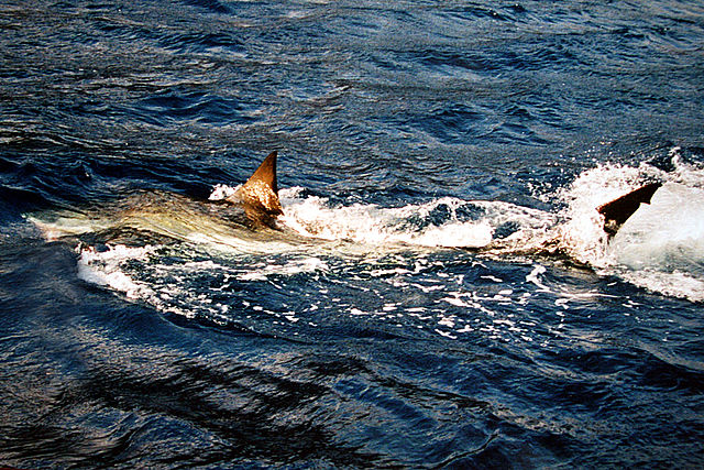 File:Great white shark 1001.jpg