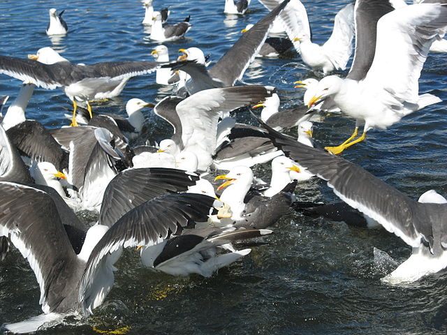File:Lesser Black-backed Gulls.jpg