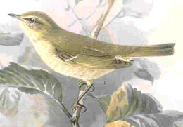 File:Phylloscopus trochiloides NAUMANN.jpg