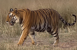File:Tigerramki.jpg