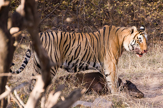 File:Hunting Tiger Ranthambore.jpg