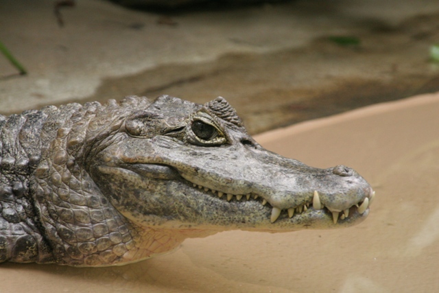 File:Spectacled Caiman.JPG