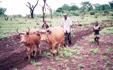 File:Traditional farming Guinea.jpg
