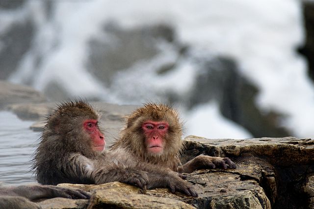 File:Japanese Macaque Fuscata Image 367.jpg