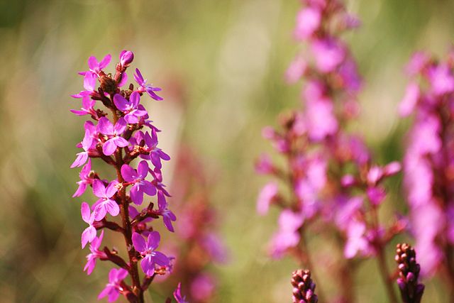 File:Stylidium graminifolium flower spike.jpg