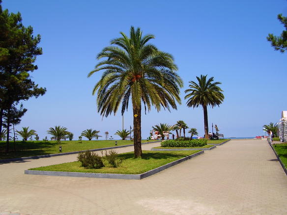 File:Palm at Batumi boulevard.jpg