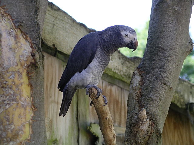 File:Timneh african grey parrot 31l07.JPG