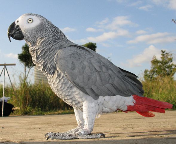 File:2007-10-28 AfricanGrayParrot SideView Meru.jpg