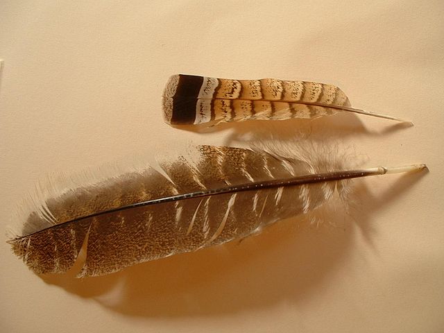 File:2 feathers.jpg