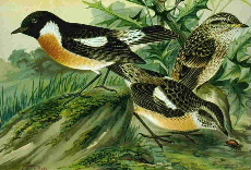 File:Stonechats.jpg