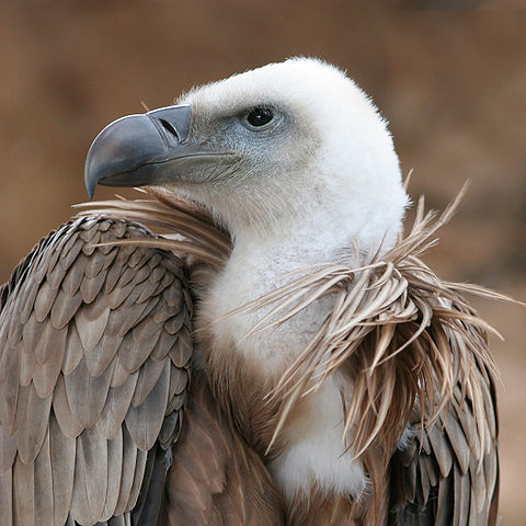 File:Eagle beak sideview A.jpg