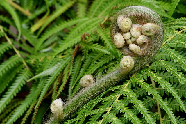 File:Athyrium filix-femina.jpg
