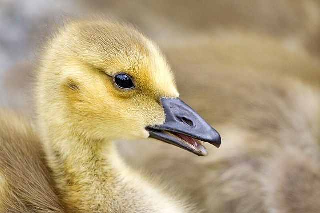 File:Canada goose gosling - natures pics.jpg