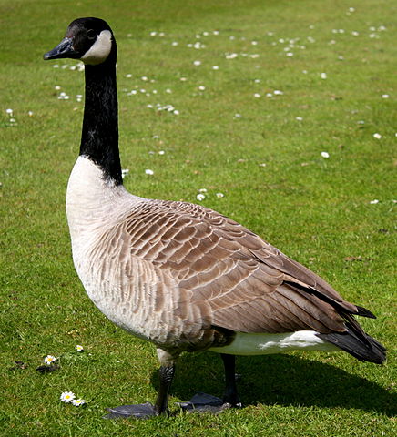 File:Canada goose.jpg