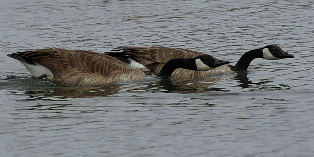 File:Branta canadensis courting.jpg