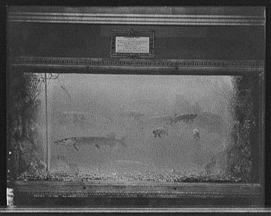 File:Pike aquarium c1908.jpg