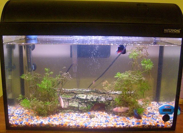 File:Aquarium-Tank.jpg
