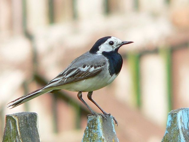 File:Motacilla alba alba.JPG